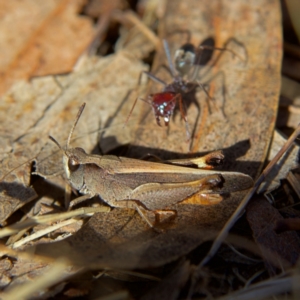 Cryptobothrus chrysophorus at Higgins, ACT - 26 Oct 2023