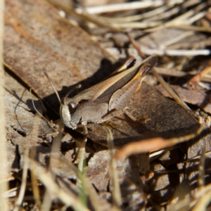 Cryptobothrus chrysophorus at Higgins, ACT - 26 Oct 2023