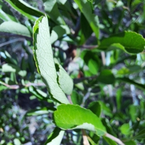 Pyracantha crenulata at Majura, ACT - 26 Oct 2023