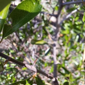 Pyracantha crenulata at Majura, ACT - 26 Oct 2023