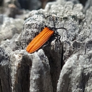 Porrostoma sp. (genus) at Belconnen, ACT - 26 Oct 2023