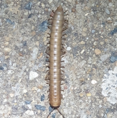 Diplopoda (class) (Unidentified millipede) at Jarramlee-West MacGregor Grasslands - 26 Oct 2023 by LD12