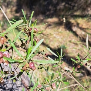 Dodonaea viscosa subsp. angustissima at Majura, ACT - 26 Oct 2023