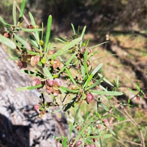 Dodonaea viscosa subsp. angustissima at Majura, ACT - 26 Oct 2023