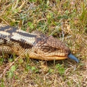 Tiliqua nigrolutea at Yambacoona, TAS - 26 Oct 2023 02:57 PM