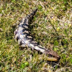 Tiliqua nigrolutea at Yambacoona, TAS - 26 Oct 2023 02:57 PM