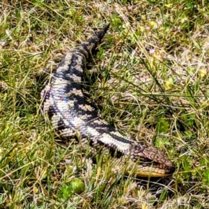 Tiliqua nigrolutea at Yambacoona, TAS - 26 Oct 2023 02:57 PM