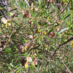 Dodonaea viscosa subsp. angustissima (Hop Bush) at Majura, ACT - 26 Oct 2023 by abread111