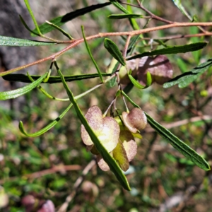 Dodonaea viscosa subsp. angustissima at Majura, ACT - 26 Oct 2023