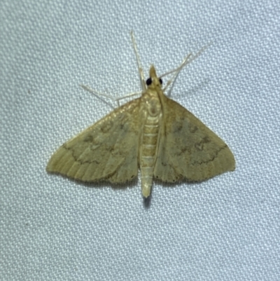 Metasia dicealis (A Crambid moth (Spilomelinae) at Jerrabomberra, NSW - 26 Oct 2023 by SteveBorkowskis