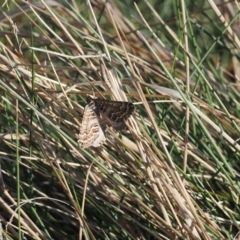 Chrysolarentia nephodes at Cotter River, ACT - 20 Oct 2023 04:18 PM