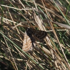 Chrysolarentia nephodes at Cotter River, ACT - 20 Oct 2023