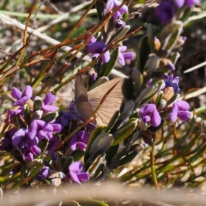 Candalides heathi at Cotter River, ACT - 20 Oct 2023