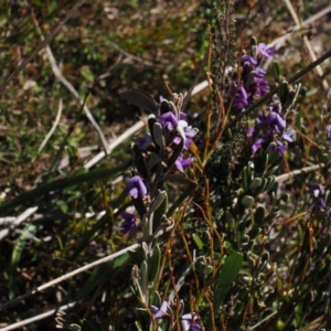 Hovea montana at Cotter River, ACT - 20 Oct 2023 02:56 PM