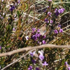 Hovea montana at Cotter River, ACT - 20 Oct 2023 02:56 PM