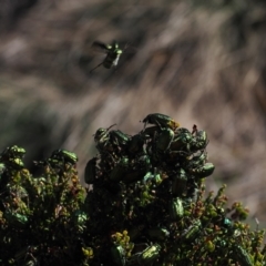 Diphucephala sp. (genus) (Green Scarab Beetle) at Cotter River, ACT - 20 Oct 2023 by RAllen