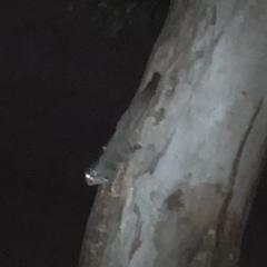 Petaurus notatus (Krefft’s Glider, Sugar Glider) at Tuggeranong, ACT - 26 Oct 2023 by kms