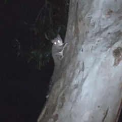 Petaurus notatus at Tuggeranong, ACT - 26 Oct 2023