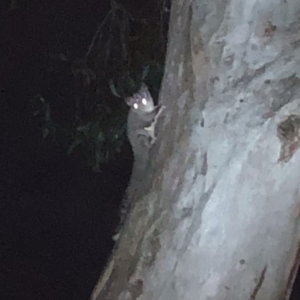 Petaurus notatus at Tuggeranong, ACT - 26 Oct 2023 09:24 PM