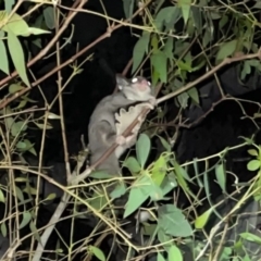 Petaurus notatus at Tuggeranong, ACT - 26 Oct 2023