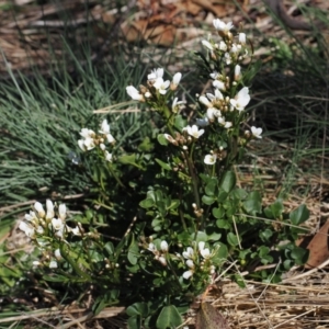 Cardamine lilacina at Namadgi National Park - 20 Oct 2023 02:20 PM