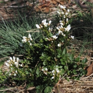 Cardamine lilacina at Namadgi National Park - 20 Oct 2023