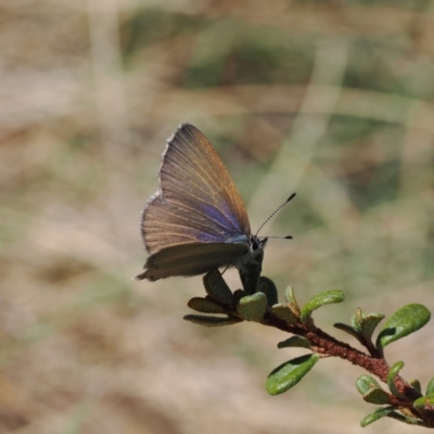 Candalides heathi (Rayed Blue) at Namadgi National Park - 20 Oct 2023 by RAllen