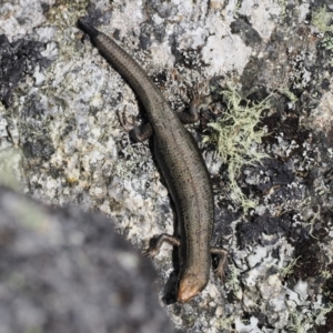 Pseudemoia entrecasteauxii at Cotter River, ACT - 20 Oct 2023 01:36 PM