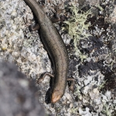 Pseudemoia entrecasteauxii at Cotter River, ACT - 20 Oct 2023