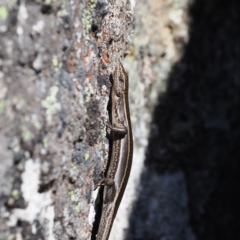 Pseudemoia spenceri at Cotter River, ACT - 20 Oct 2023