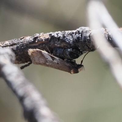 Philobota acropola (Concealer Moth) at Cotter River, ACT - 20 Oct 2023 by RAllen