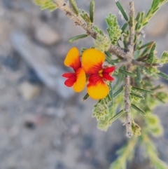 Dillwynia sericea (Egg And Bacon Peas) at Point 49 - 25 Oct 2023 by WalkYonder