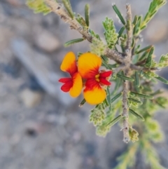 Dillwynia sericea at Belconnen, ACT - 26 Oct 2023