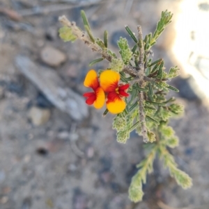 Dillwynia sericea at Belconnen, ACT - 26 Oct 2023