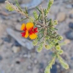 Dillwynia sericea at Belconnen, ACT - 26 Oct 2023