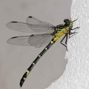 Austrogomphus (Pleiogomphus) amphiclitus at Brisbane City, QLD - 25 Oct 2023 12:04 PM