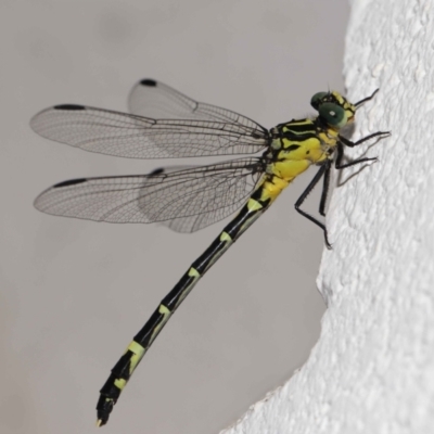 Unidentified Dragonfly (Anisoptera) at Brisbane City, QLD - 25 Oct 2023 by TimL