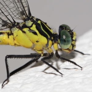 Austrogomphus (Pleiogomphus) amphiclitus at Brisbane City, QLD - 25 Oct 2023 12:04 PM