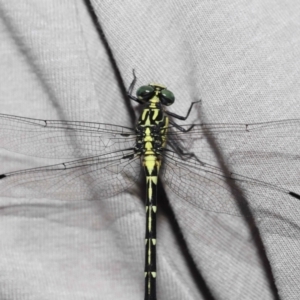 Austrogomphus (Pleiogomphus) amphiclitus at Brisbane City, QLD - 25 Oct 2023 12:04 PM