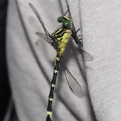 Austrogomphus (Pleiogomphus) amphiclitus at Brisbane City, QLD - 25 Oct 2023 12:04 PM