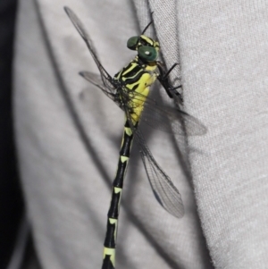 Austrogomphus (Pleiogomphus) amphiclitus at Brisbane City, QLD - 25 Oct 2023 12:04 PM