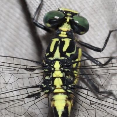 Unidentified Other true fly at Brisbane City, QLD - 25 Oct 2023 by TimL