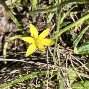 Hypoxis hygrometrica at Hall, ACT - 1 Oct 2023