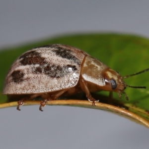 Paropsisterna semifumata at Wellington Point, QLD - 26 Oct 2023