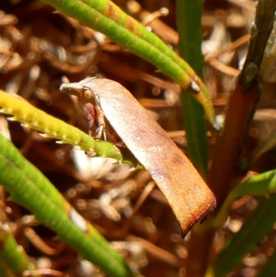 Tortricopsis uncinella (A concealer moth) at Wingecarribee Local Government Area - 24 Oct 2023 by Curiosity