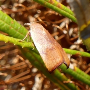 Tortricopsis uncinella at Braemar, NSW - 24 Oct 2023