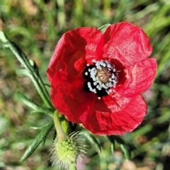 Papaver hybridum (Rough Poppy) at Lyneham, ACT - 27 Oct 2023 by trevorpreston