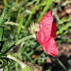 Papaver hybridum at Lyneham, ACT - 27 Oct 2023