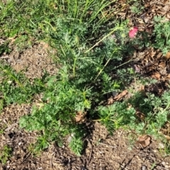 Papaver hybridum at Lyneham, ACT - 27 Oct 2023