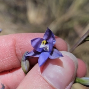 Thelymitra simulata at QPRC LGA - 26 Oct 2023